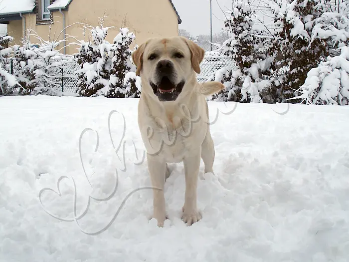 Chewie - Chien labrador retriever sable LOF - Froid lui ? Jamais ! Le froid, c'est dans la tête. Enfin, ça dépend !