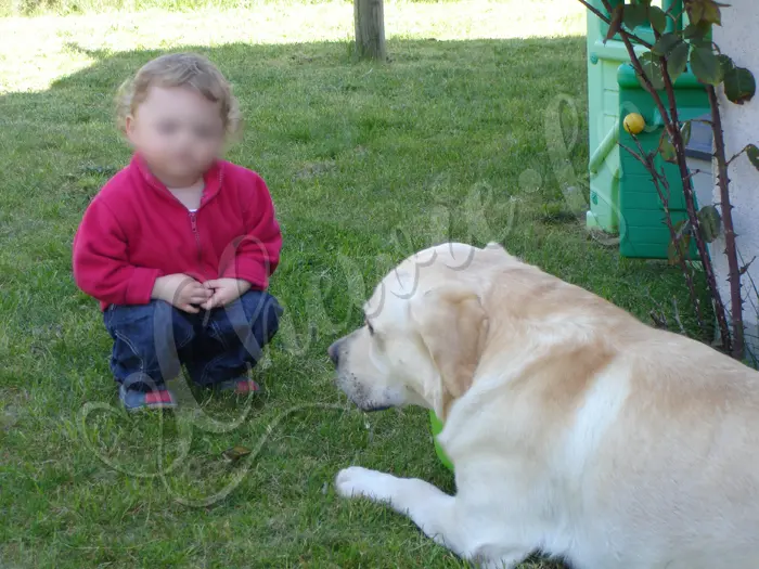 Chewie - Chien labrador retriever sable LOF - Chewie ne boit pas toujours proprement, ça dégouline de ses babines avec un filet de bave et ça déplait à sa 