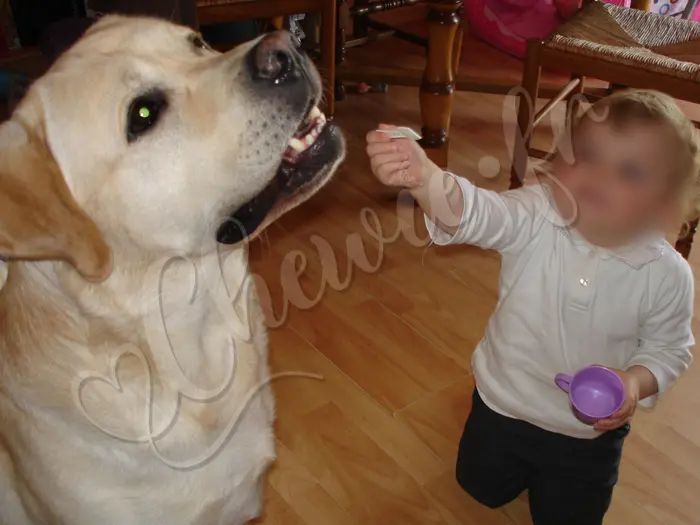 Chewie - Chien labrador retriever sable LOF - Mais bon, Audrey l'aime beaucoup en retour et veut quand même jouer à la dinette avec lui !