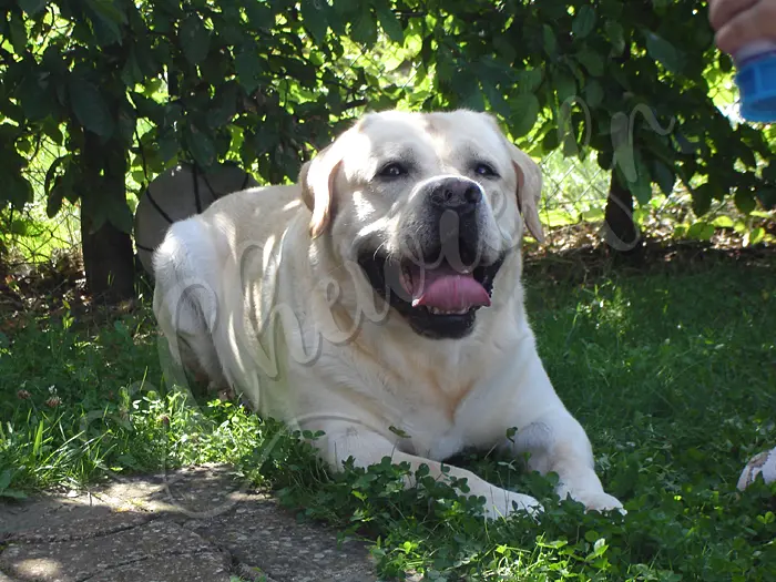 Chewie - Chien labrador retriever sable LOF - Un labrador est toujours mieux dehors qu'à l'intérieur ! Le jardin est indispensable !