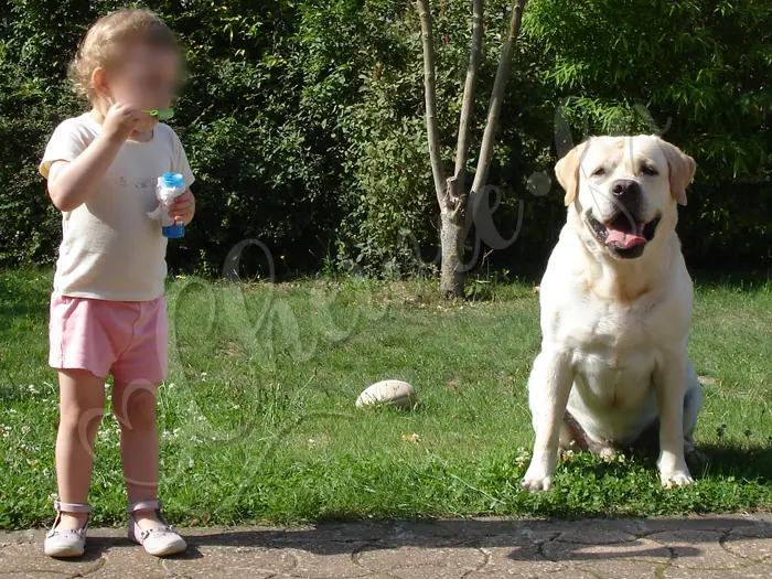 Chewie - Chien labrador retriever sable LOF - Avec sa 