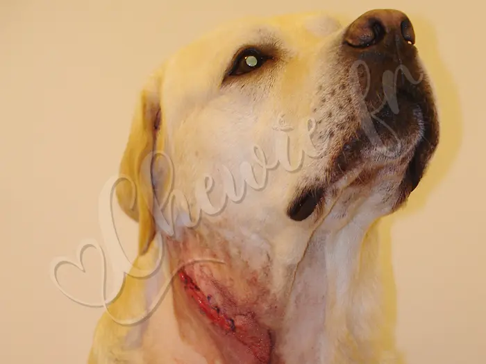 Chewie - Chien labrador retriever sable LOF - 1er jour à la nouvelle maison de Cierrey et gros bobo... une vilaine altercation avec le Saint Bernard dominant d'un ami de son maître.