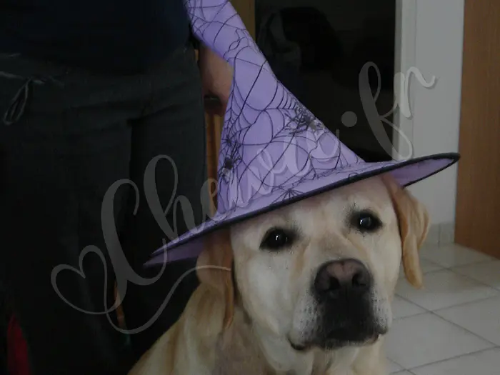 Chewie - Chien labrador retriever sable LOF - Ce n'est pas Halloween, mais oui, les filles adorent le déguiser... et il se laisse faire !