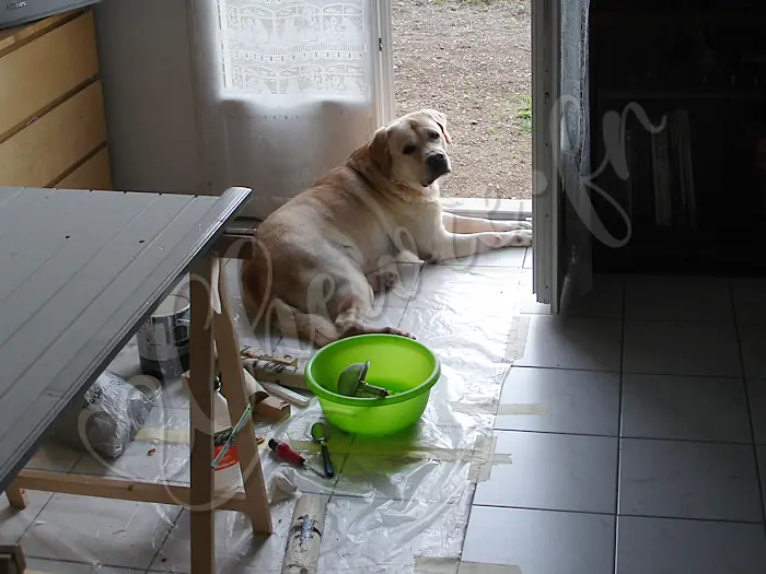 Chewie - Chien labrador retriever sable LOF - Eté 2012 - Peindre les volets ? Très peu pour lui, il regarde ce qui se passe dehors !