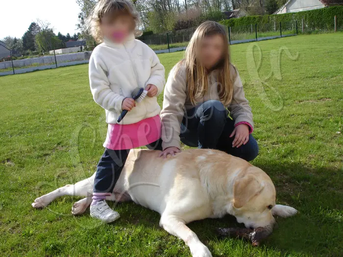 Chewie - Chien labrador retriever sable LOF - Il est bien sur la nouvelle pelouse, avec ses deux petites maîtresses