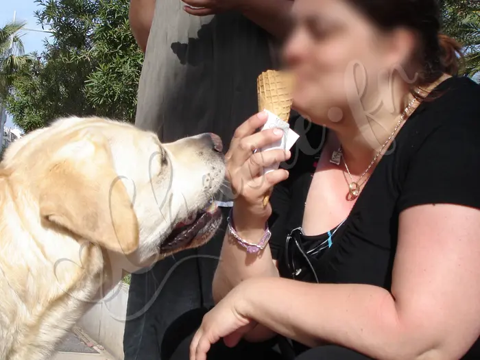 Chewie - Chien labrador retriever sable LOF - De nouveau en vacances à Bandol, il fait chaud ! Ça a l'air délicieux les glaces à l'italienne !