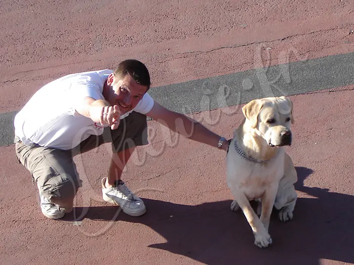 Chewie - Chien labrador retriever sable LOF - Chewie, regarde en haut du manège, il y a la 