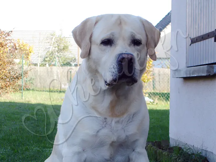 Chewie - Chien labrador retriever sable LOF - Chewie viellit bien, cette photo a été prise pile à ses 5 ans (10 novembre 2010)