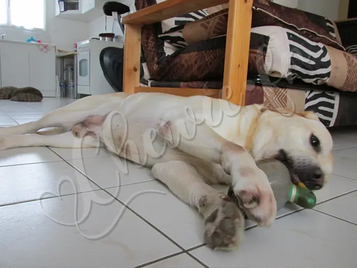 Chewie - Chien labrador retriever sable LOF - Il adore jouer ! Voici son jouet canard et il fait du bruit ! Génial, non ?