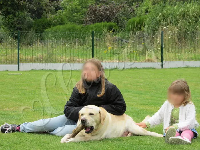 Chewie - Chien labrador retriever sable LOF - Faire ses dents sur un bout de bois, c'est sympa ! Ca évite de machouiller tout et n'importe quoi... ou pas !