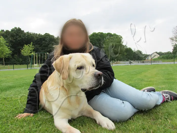 Chewie - Chien labrador retriever sable LOF - Avec sa 