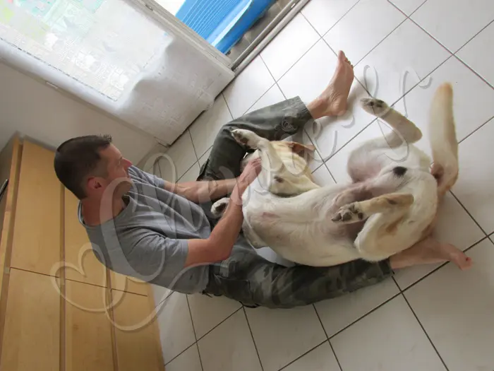 Chewie - Chien labrador retriever sable LOF - Avec son maître Michael, il adore les papouilles !