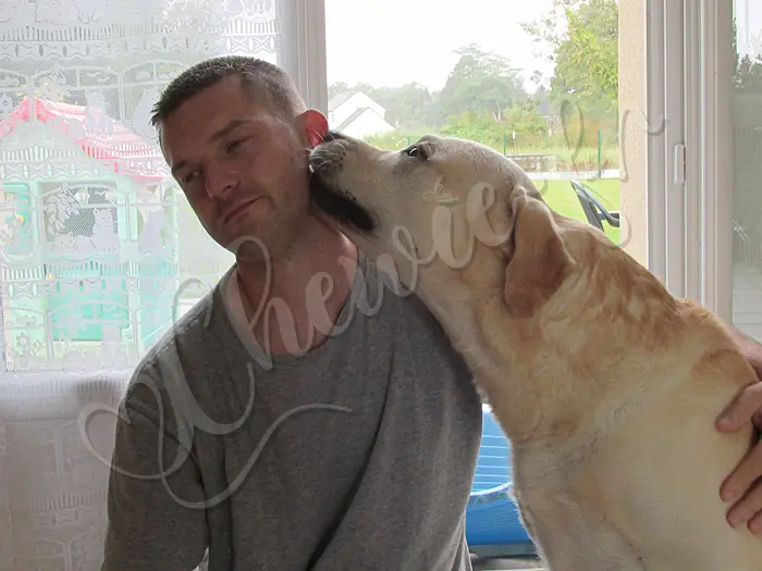 Chewie - Chien labrador retriever sable LOF - Et lui aussi, je l'aime beaucoup !