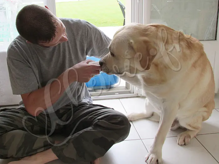 Chewie - Chien labrador retriever sable LOF - Le chien est le meilleur ami de l'homme, et c'est bien vrai !
