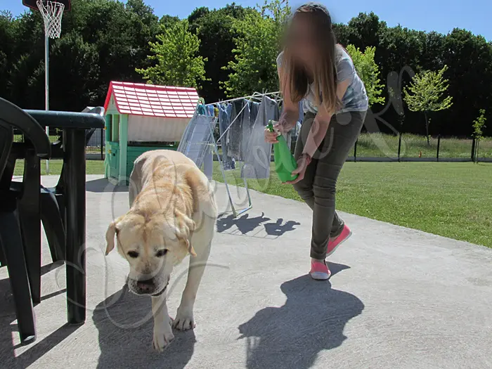 Chewie - Chien labrador retriever sable LOF - Il fait lourd, les étés en Normandie sont quand même de plus en plus chaud !