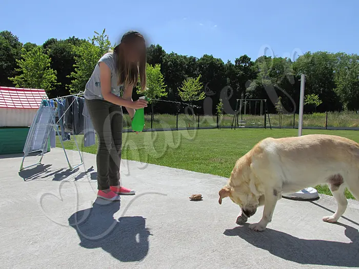 Chewie - Chien labrador retriever sable LOF - Et ça fait du bien de se faire arroser avec le vaporisateur !