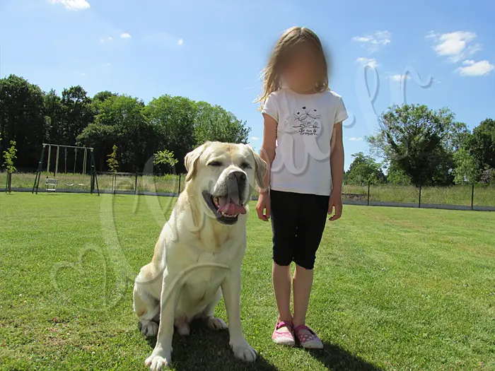 Chewie - Chien labrador retriever sable LOF - Avec sa 