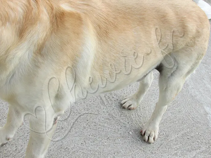 Chewie - Chien labrador retriever sable LOF - Un nouveau souci de santé avec 3 boules de graisses bizarres apparues sur son arrière train :(