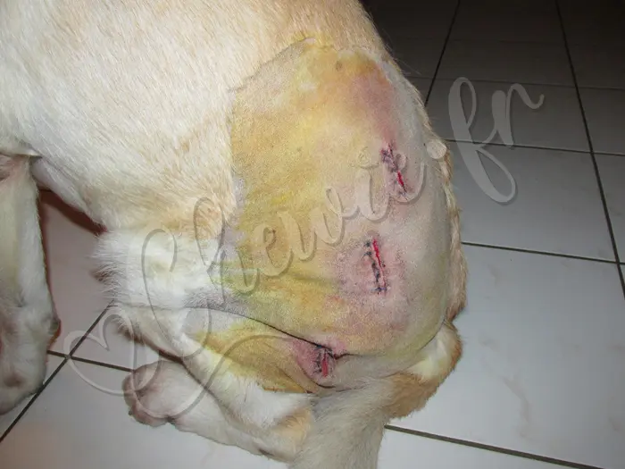 Chewie - Chien labrador retriever sable LOF - Diagnostic :  2 boules bénignes, 1 boule maligne (cellules cancéreuses) - Chewie s'en est bien sorti.