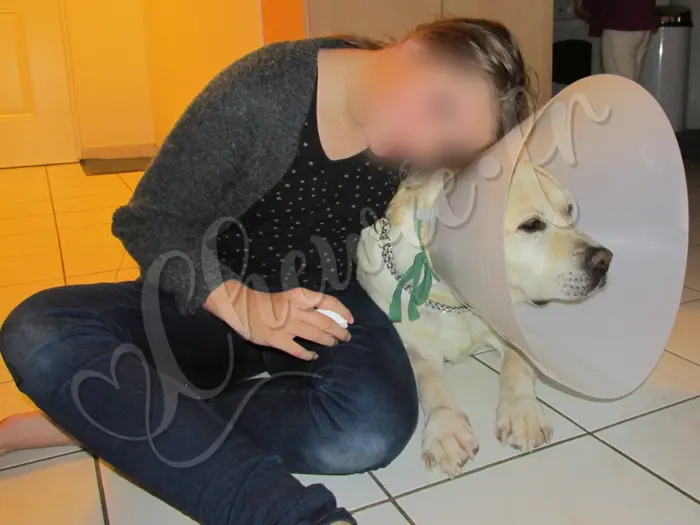 Chewie - Chien labrador retriever sable LOF - On lui apporte du réconfort. Mais bon, il trouve le temps long, très long, trop long.