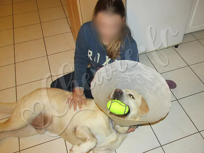 Chewie - Chien labrador retriever sable LOF - Chewie se cogne partout avec la collerette qui est bien marquée !