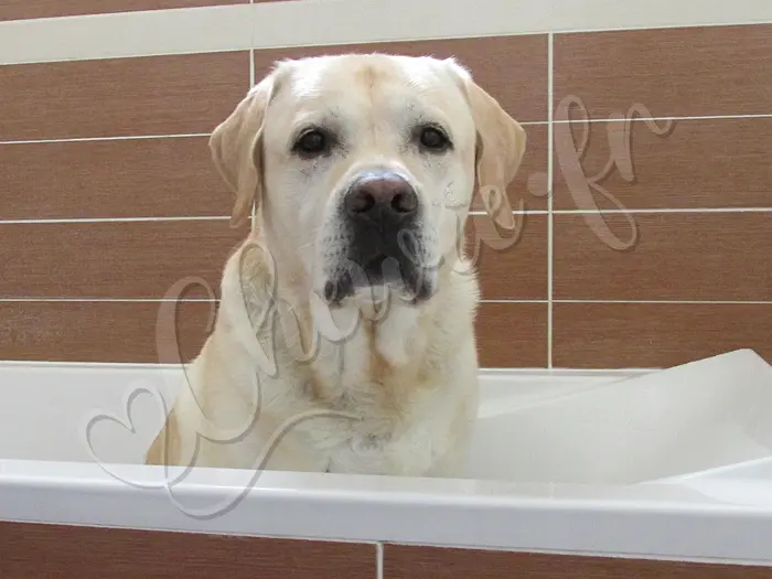 Chewie - Chien labrador retriever sable LOF - Le code était : 