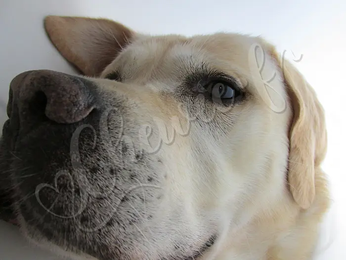 Chewie - Chien labrador retriever sable LOF - Toujours cette collerette, ça l'ennuie !