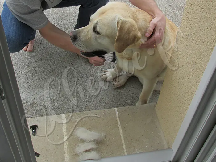 Chewie - Chien labrador retriever sable LOF - Chewie en pleine mue... Il ya des poils partout ! Y en a tellement, on pourrait faire des perruques avec et on serait riches !
