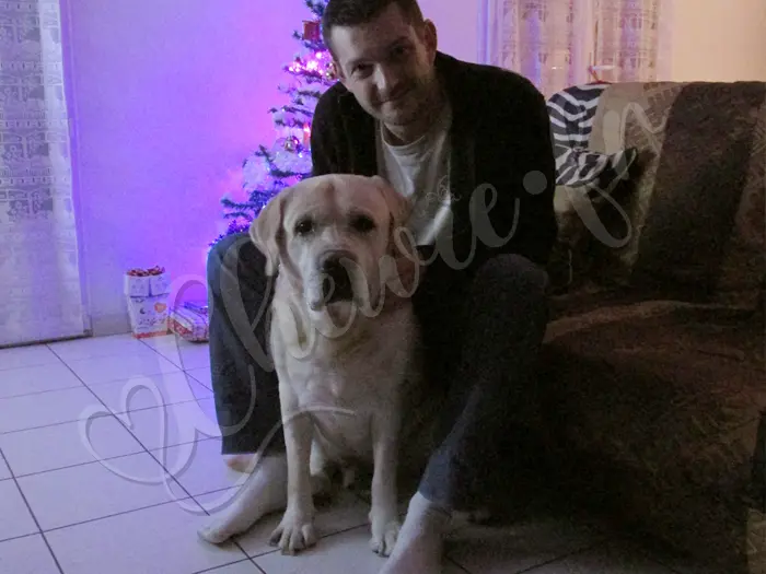 Chewie - Chien labrador retriever sable LOF - Avec son maître Michaël à Noël