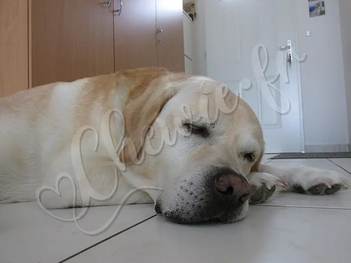 Chewie - Chien labrador retriever sable LOF - Chewie adore dormir... Il dort souvent face à la porte de chambre de ses maîtres, et à proximité de la porte d'entrée.