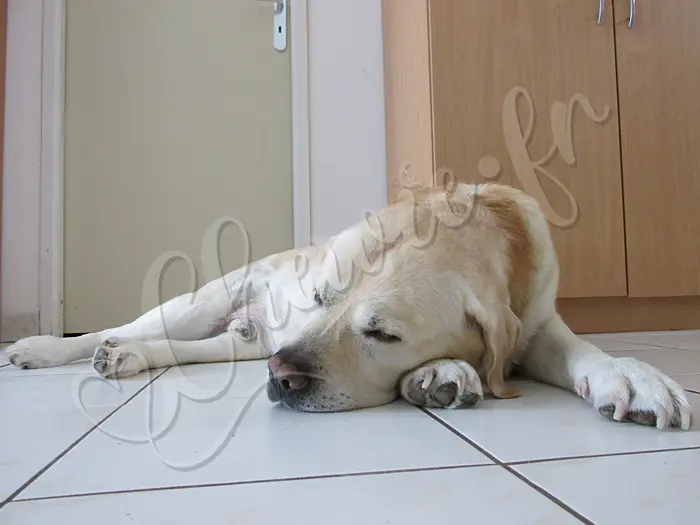 Chewie - Chien labrador retriever sable LOF - On peut toujours compter sur lui, il monte la garde ! ZZZ... ZZZ...