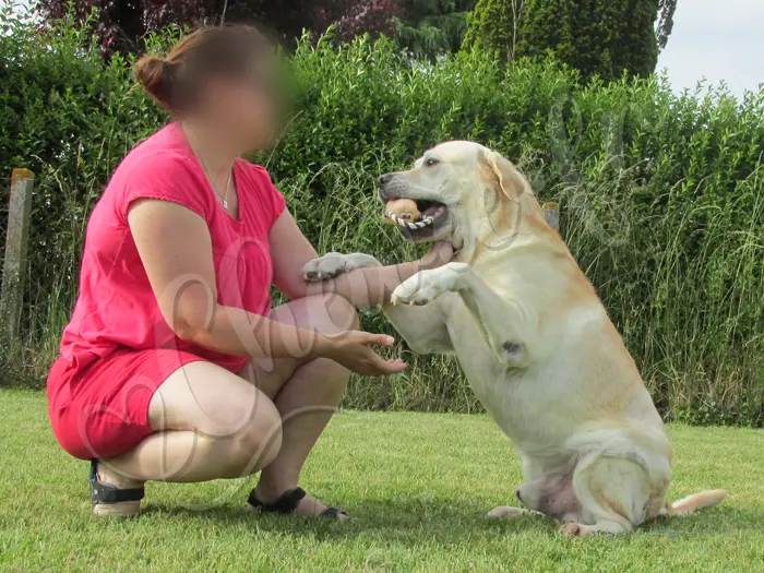 Chewie - Chien labrador retriever sable LOF - Sa maîtresse joue avec lui, et il lui rapporte son jouet, 