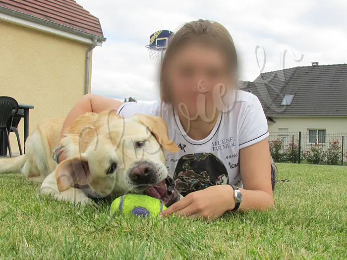 Chewie - Chien labrador retriever sable LOF - Chewie avec sa 