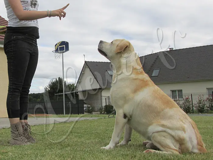 Chewie - Chien labrador retriever sable LOF - Chewie obéit : Il connait par coeur le 