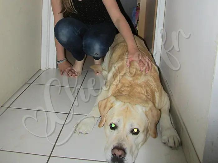 Chewie - Chien labrador retriever sable LOF - En face la chambre de Juliette avec ses yeux de gardien cyborg : 