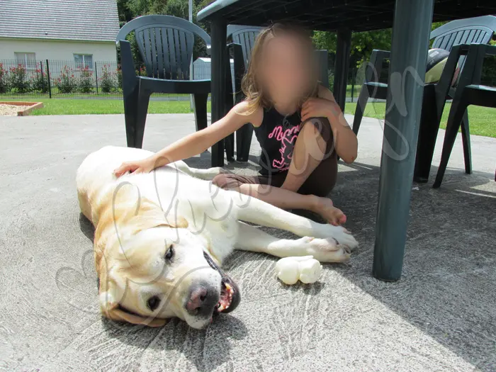 Chewie - Chien labrador retriever sable LOF - La terrasse en plein été, un pur bonheur !