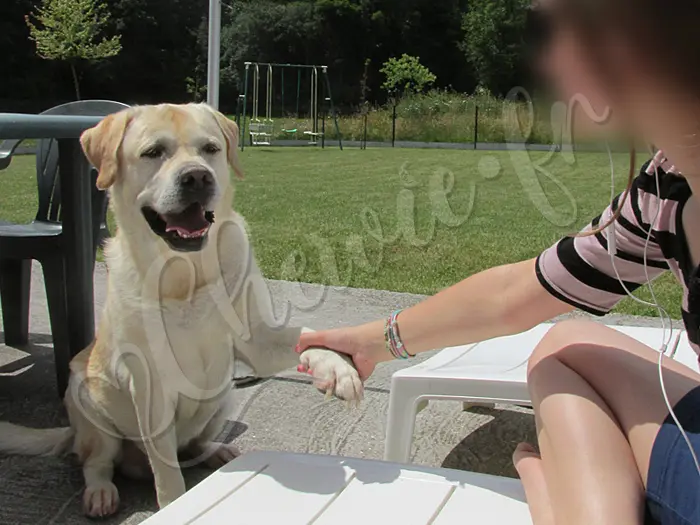 Chewie - Chien labrador retriever sable LOF - Il adore donner la patte, c'est un gage de confiance.
