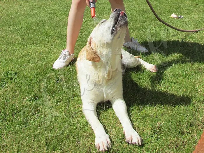 Chewie - Chien labrador retriever sable LOF - Le jet d'eau du tuyau d'arrosage est une bénédiction. Il adore ça !