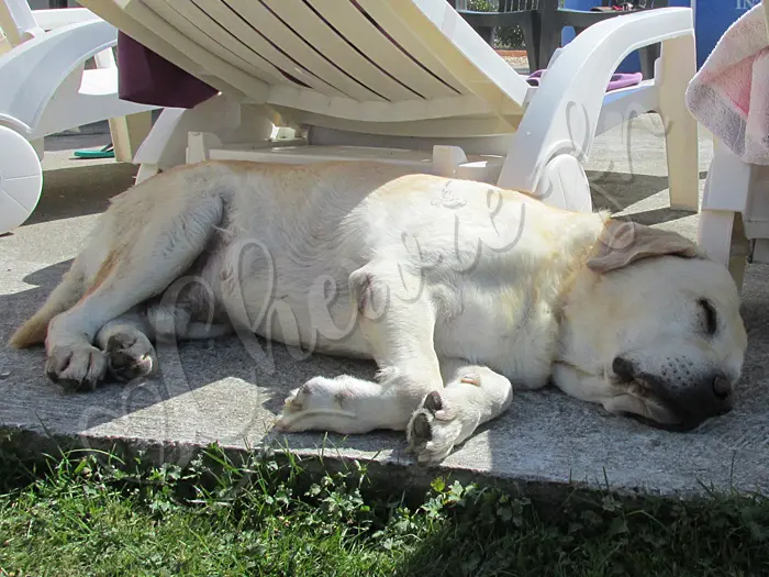 Chewie - Chien labrador retriever sable LOF - Quand il réfléchit qu'être à l'ombre des transats, c'est bien mieux que d'être en plein soleil !