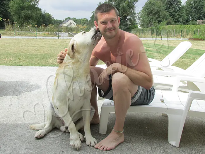 Chewie - Chien labrador retriever sable LOF - Câlin avec son maître Michael !