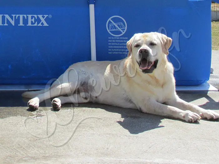 Chewie - Chien labrador retriever sable LOF - C'est agréable la piscine l'été, mais Chewie ne va pas rester au sec très longtemps !