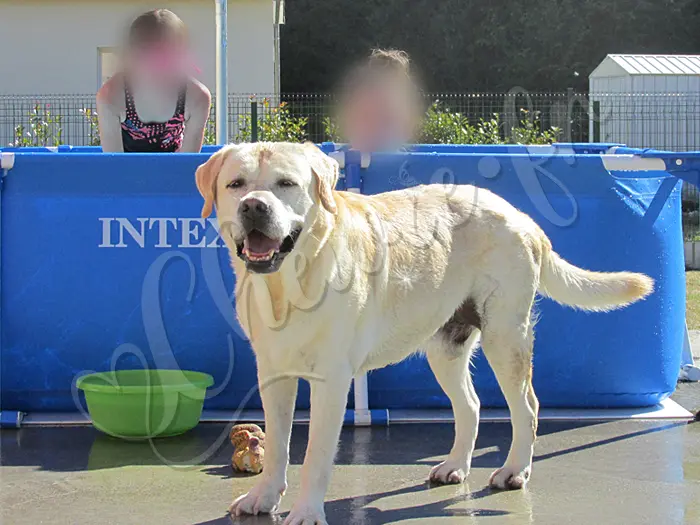 Chewie - Chien labrador retriever sable LOF -