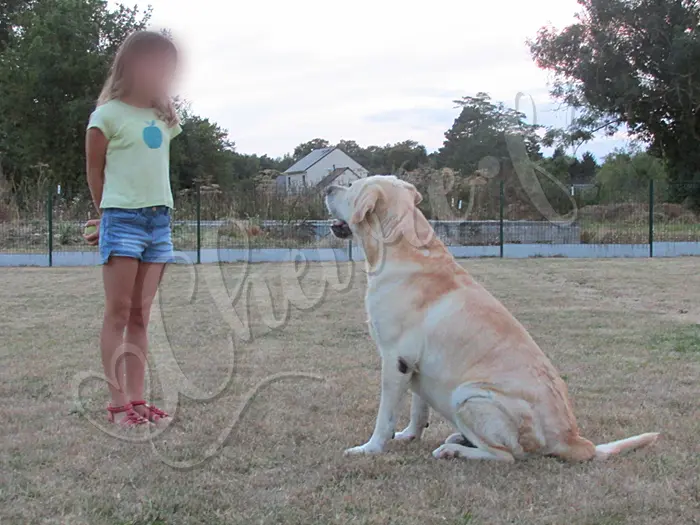 Chewie - Chien labrador retriever sable LOF - Il écoute sa 