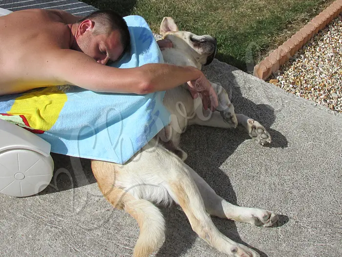 Chewie - Chien labrador retriever sable LOF - Bain de bronzette avec son maître Michael.