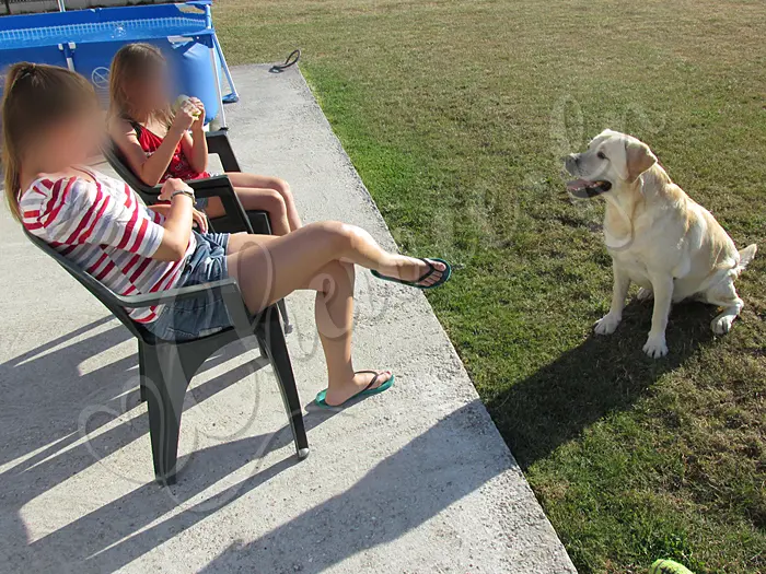 Chewie - Chien labrador retriever sable LOF - Ses deux petites maîtresses adorent le taquiner, lui subtiliser ses jouets... mais il ne leur en veut pas, il trouve ça même amusant !