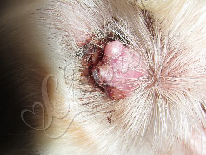 Chewie - Chien labrador retriever sable LOF - Une vilaine verrue dans son oreille : Déjà que Chewie n'écoute pas toujours, serait-ce à cause de ceci ? ;)