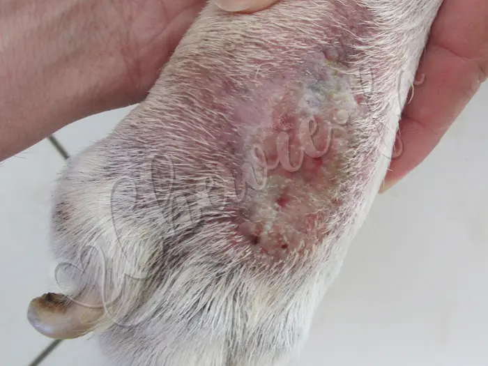 Chewie - Chien labrador retriever sable LOF - Apparition d'une vilaine bosse sur sa patte droite, Chewie la ronge régulièrement.