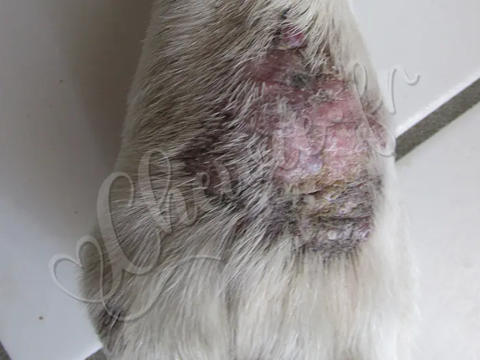 Chewie - Chien labrador retriever sable LOF - C'est un sarcome, pas agressif mais pas joli du tout. Aucune cicatrisation malgré le miel de thym pour guérir.