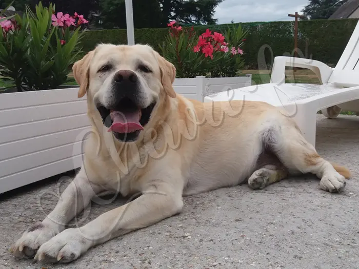 Chewie - Chien labrador retriever sable LOF - La terrasse, Chewie adore s'y prélasser !