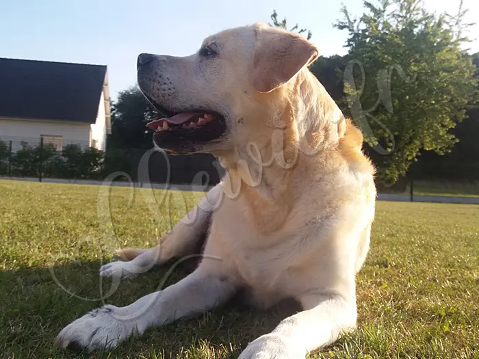 Chewie - Chien labrador retriever sable LOF - Chewie aime profiter du grand jardin et regarder la maison.